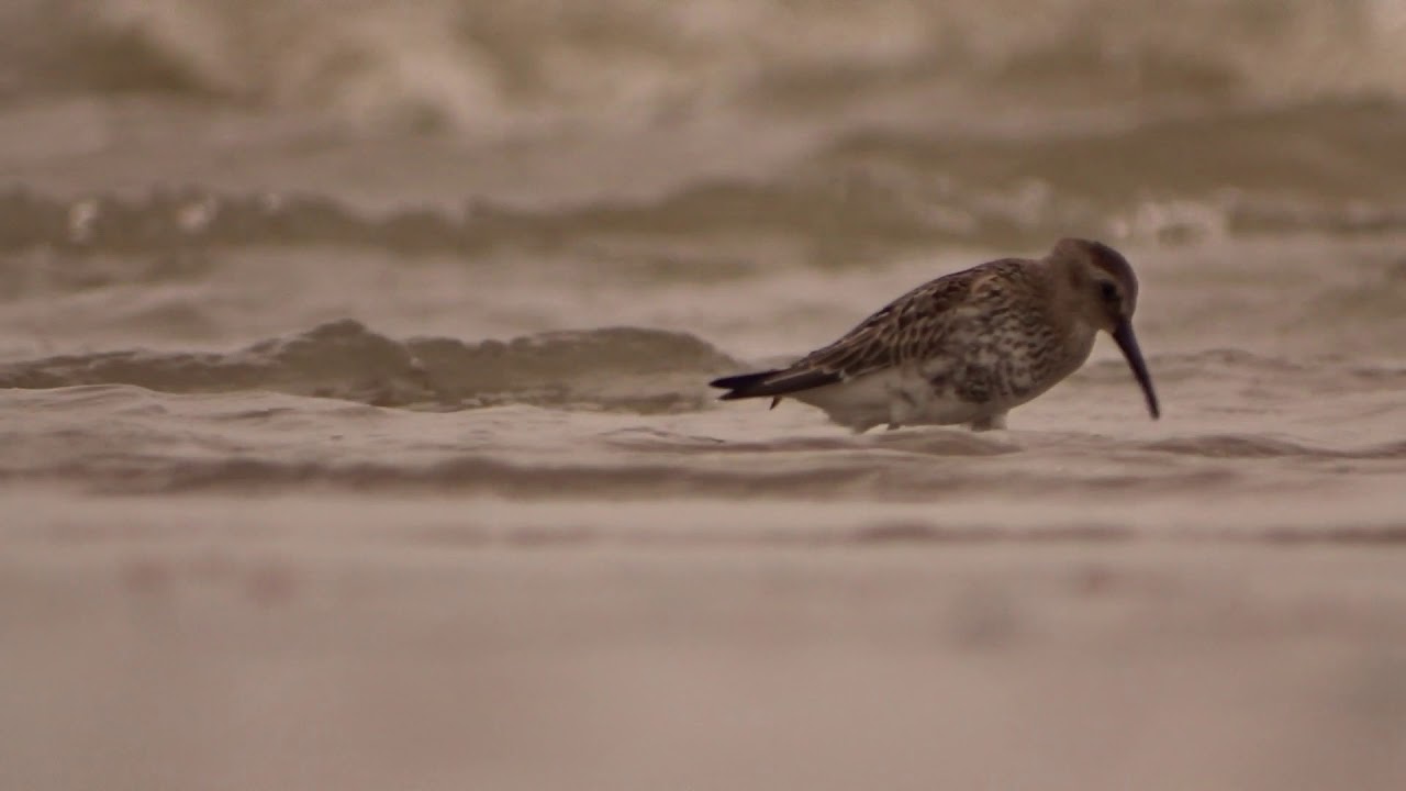 Bonte strandloper in de branding