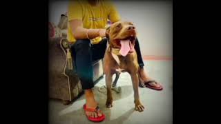 Pitbull Dog Yellow Blood Fighter