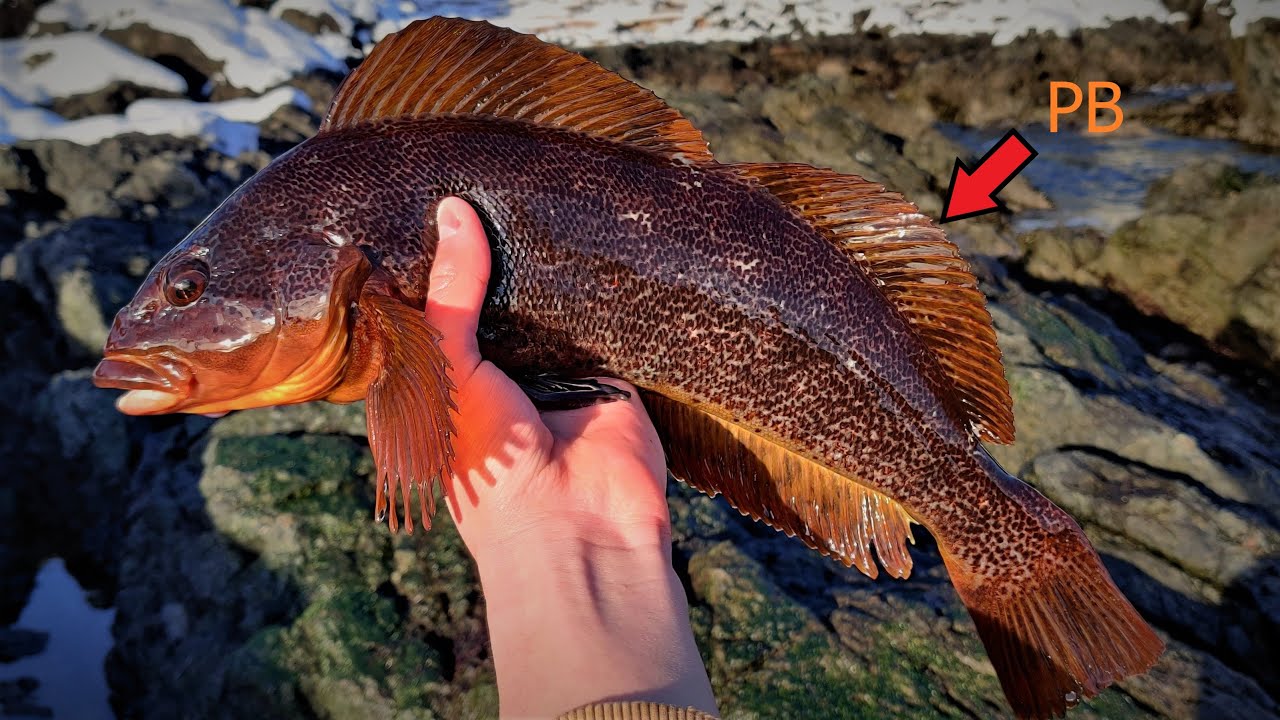 Shore Fishing for Kelp Greenling of the Pacific Coast of VAN ISLAND