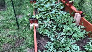 Pumpkin Patch 2023 / Update #4