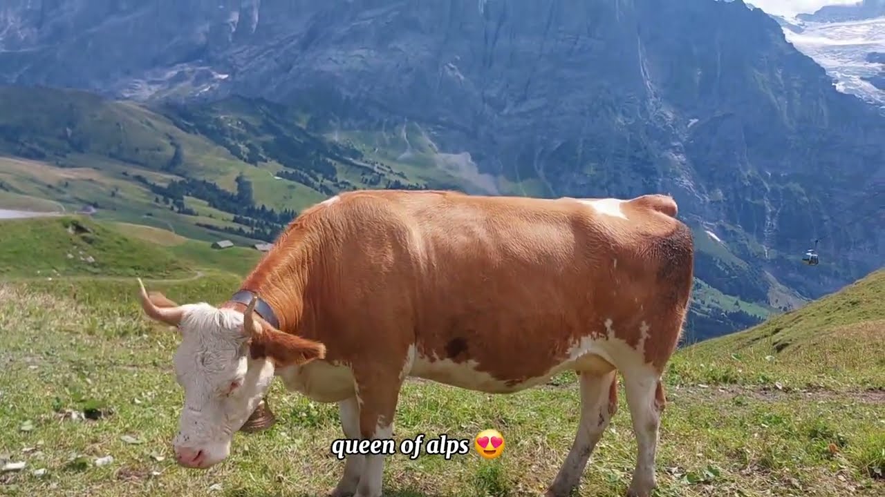 GRINDELWALD FIRST CLIFF WALK | VISITING VILLAGE | MOUNTAIN & ALPS  