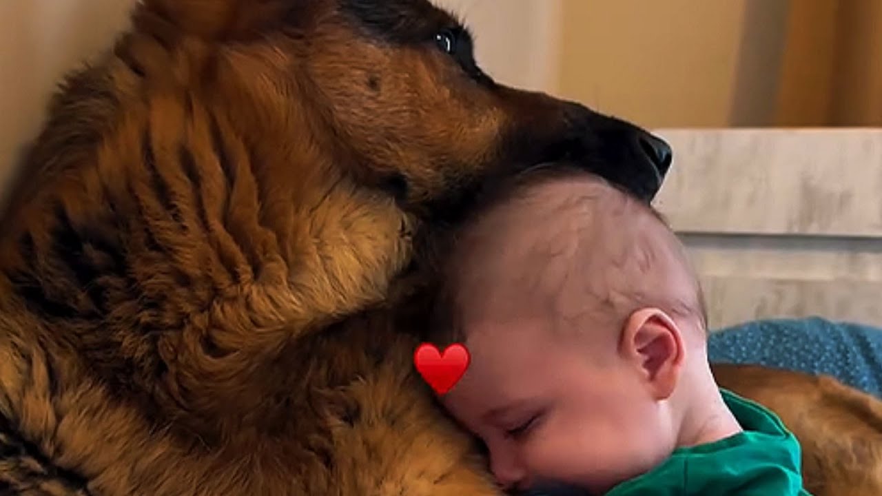 Преданность немецкой овчарки своему младшему брату запечатлена в трогательных моментах.