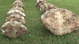 Ongoongo 200616