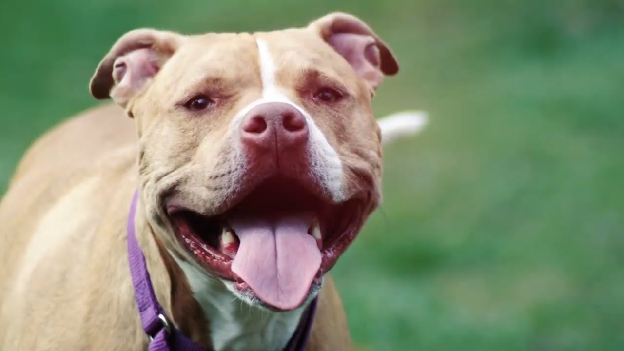 American Bully Life Expectancy and Longevity YouTube