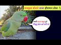 Alexander Parrot Talking Mummy Papa 😱 Parrot Talking Papa Mummy || Parrot Sound Talking 