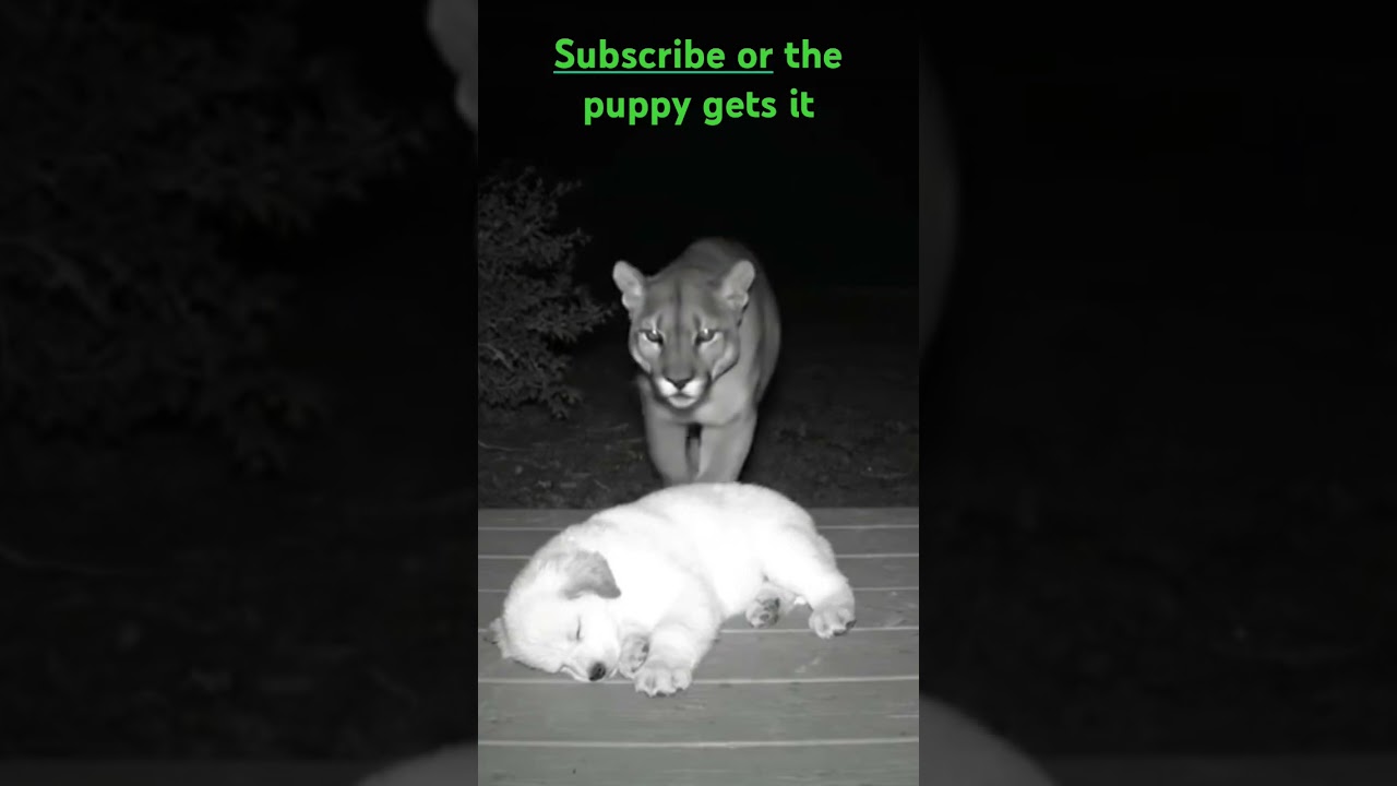 fierce mountain lion comes after my puppy. 
