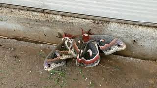 Large Moths Mating