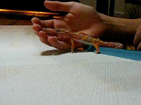 George my baby leopard gecko