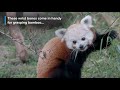 #NatZooZen: Red Panda Puzzle Feeder Enrichment