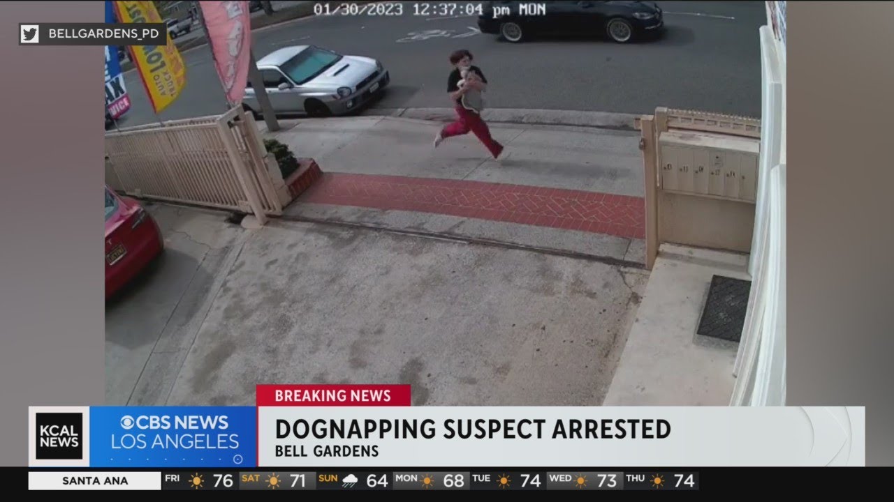 Bell Gardens puppy-snatching suspect arrested following public tips