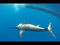 Slaying Big Swordfish in a Tournament.
