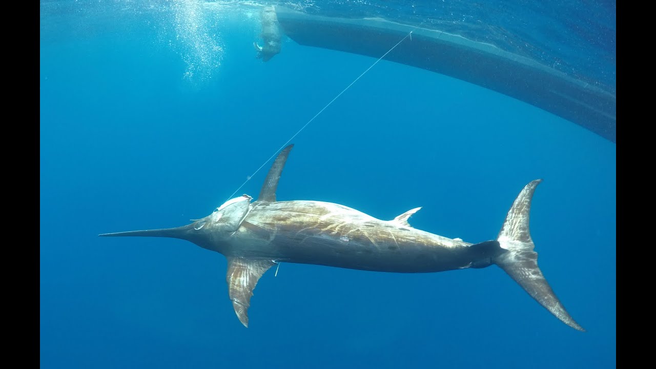 Slaying Big Swordfish in a Tournament.