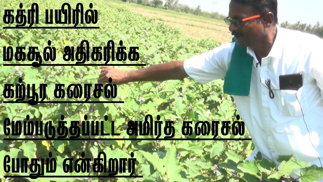 இயற்கை மற்றும் எளிய முறையில் கத்திரி சாகுபடி