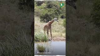 GIRAFFE'S VULNERABILITY IN DRINKING