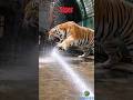 Zoo Tigers HATE Baths… So Zookeepers Use This Genius Trick! 🐅💦 #animalfacts #viral #wildlife