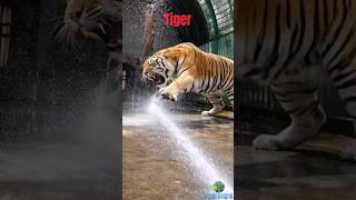Zoo Tigers HATE Baths… So Zookeepers Use This Genius Trick! 🐅💦 #animalfacts #viral #wildlife