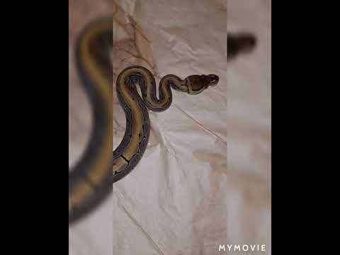 Feeding Cleo my Pinstripe Ball Python. I love the gold on her 💛 😍 💕