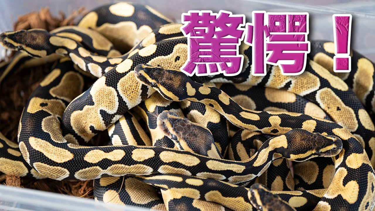 Viewer Discretion Advised] Lineup of 5 Snakes｜Ball Python Morph