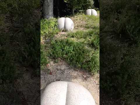 【桃太郎】#youtubeshorts #旅行 #岡山ドライブ #岡山県 #桃 #尻