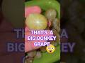 That's a big donkey grape! 😄🤣 #comedy #funny #jokes #silly #wildlife