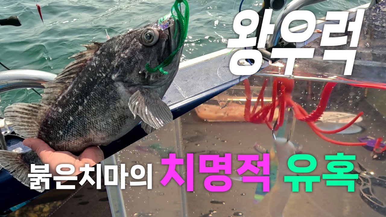 왕우럭 킬러 타코웜 수중에서 어떻길래? 오징어 미끼 이렇게 썰면 우럭낚시 이지하다! 이거보면. #오징어미끼,#우럭채비,#우럭바늘,#우럭낚시 #침선우럭낚시, #먼바다어초낚시