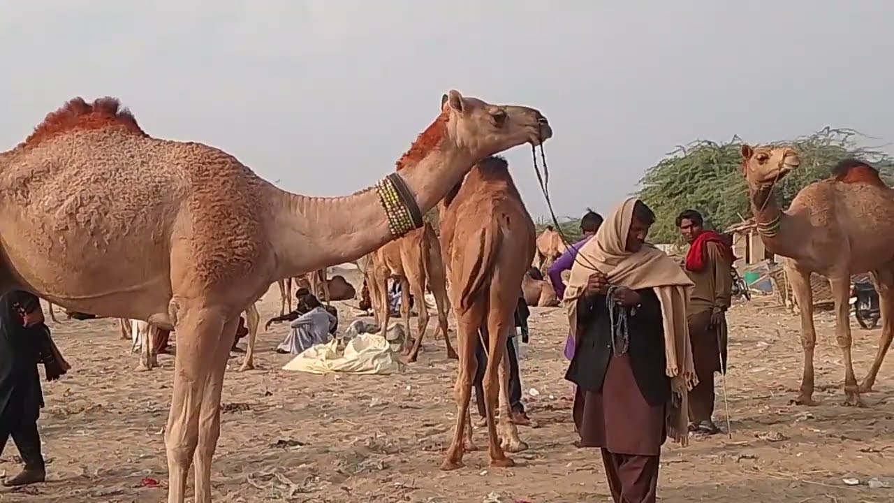 Camel mindi 