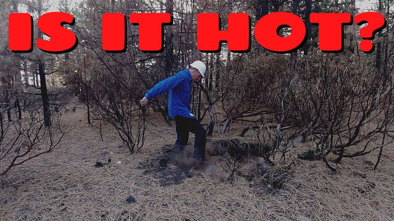 After The August Complex Fire - Episode 9 - No More Ants