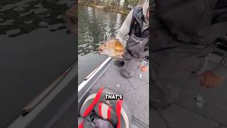 Northern Wisconsin Smallmouth are Different! #bassfishing #smallmouthbass