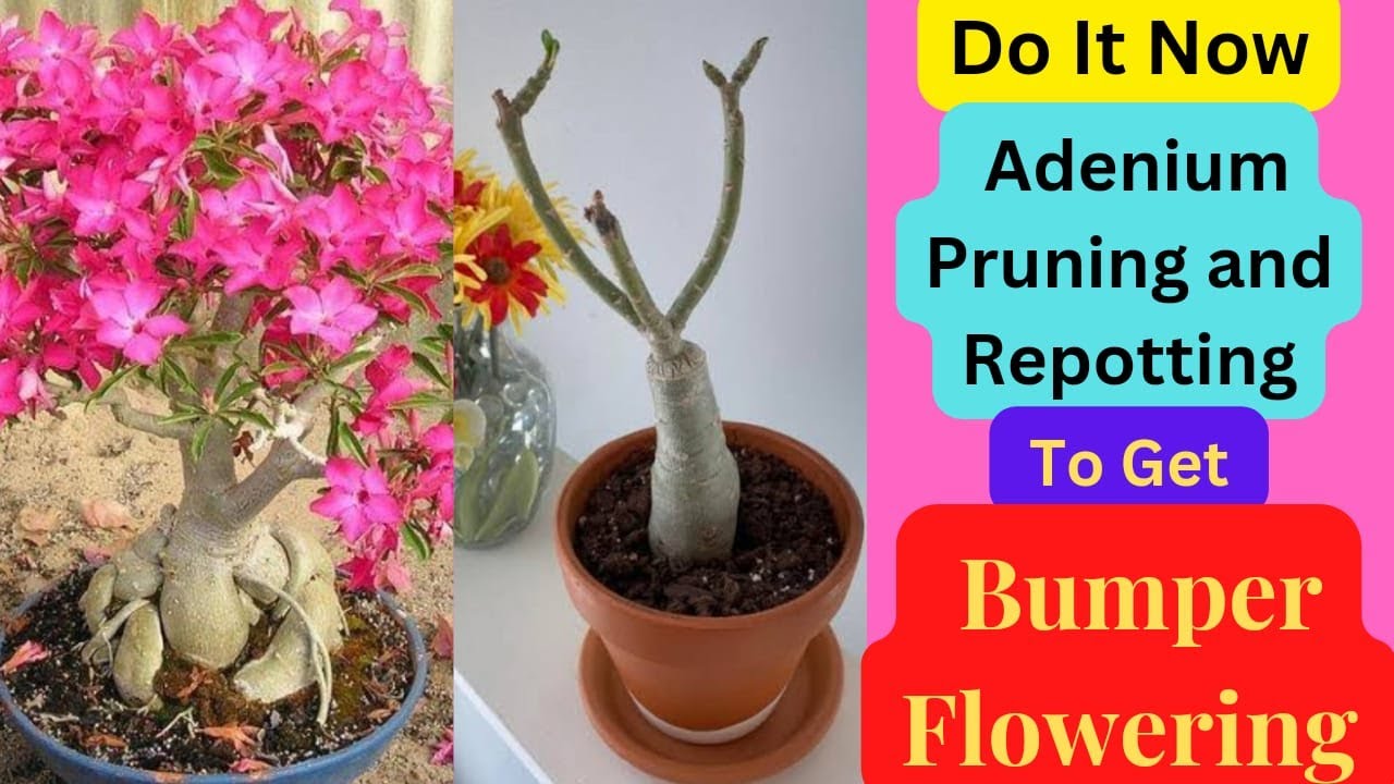 Do it Now Adenium Pruning and Repotting to get bumper Flowering 2023 