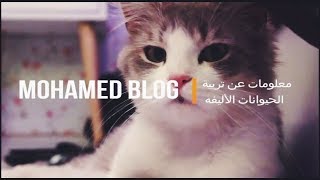 معلومات عن تربية القطط /Mohamed Vlog