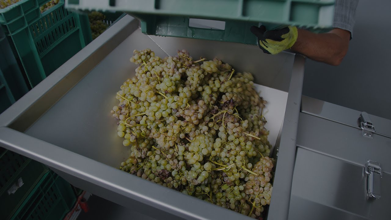 Destemming grapes at a winemaker I SRAML DS10C Destemmer YouTube