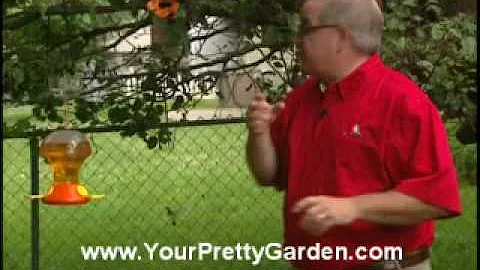 Birdman Mel Attracting Orioles