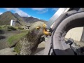 Kea - New Zealand Mountain Parrots