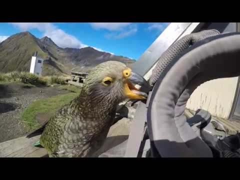 Kea New Zealand Mountain Parrots Youtube
