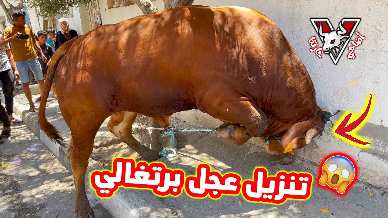 تنزيل أول عجل بمحافظة خانيونس الشرقية