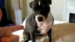 Our Staffie Dolly Learns A New Trick