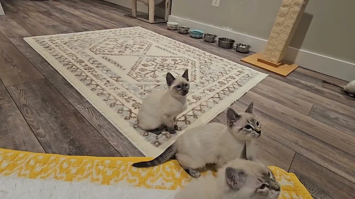 Watch the video about Provenance Cats Siamese and Balinese kittens from Poppy.