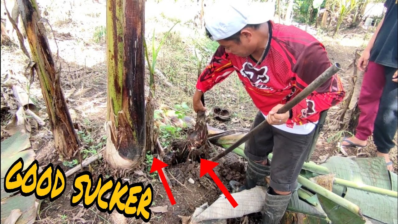 MAGANDANG SAHA O SUCKER NA PANG TANIM. LAKATAN BANANA FARMING.TIPS NA PAGPILI NG SUHI NG SAGING.