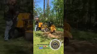 Stump Grinding in Latham NY. #stumpgrinding #stumpremoval #treeservice #treework #treeremoval