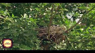 Enna Petha Thaye Pagandai Ramachanthiran Karuppu Azhagan Loga.pathmanaban Telugu Hot Nnr