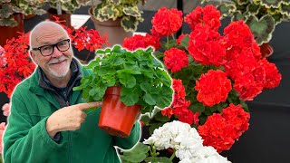 Review And Update Of The Dwarf Zonal Test Plant