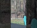 Hungry Deer EXPOSED Their Favorite Snacks