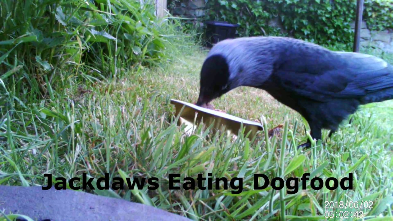 Jackdaws Eating Dog Food YouTube