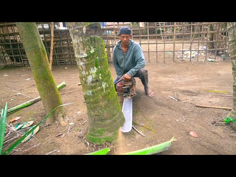 Cut Coconut Trees Or Glugu 12 Meters With Sthill 070 Chainsaw Machine