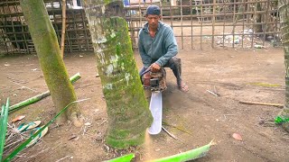 Tebang Pohon Kelapa Atau Glugu 12 Meter Dengan Mesin Chainsaw Sthill 070