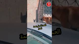 في مشهد طريف، شاهدو ردة فعل هدا الكلب عند رؤية خياله 