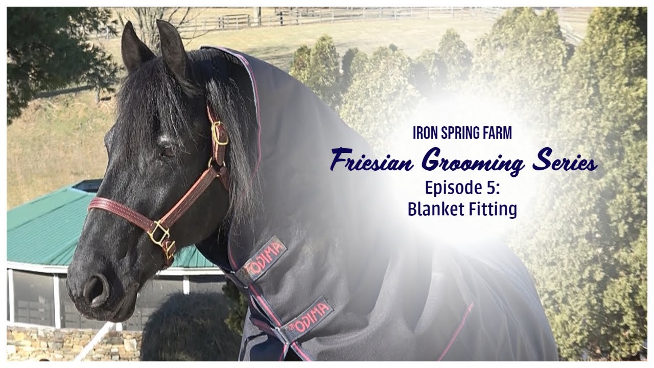 Iron Spring Farm Friesian Grooming Series: Ep. 5 Blanket Fitting - YouTube