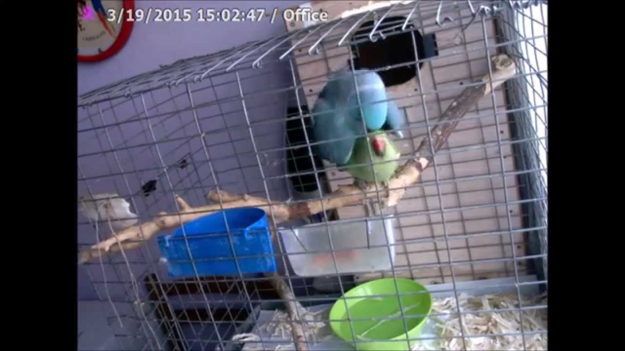 Blue Male And Green Female Indian Ringneck Mating Ritual Youtube