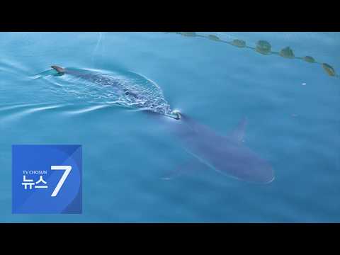 이틀 만에 다시 나타난 '부캉이'…최종 목격지 2㎞ 떨어진 곳서 유영 [뉴스7]