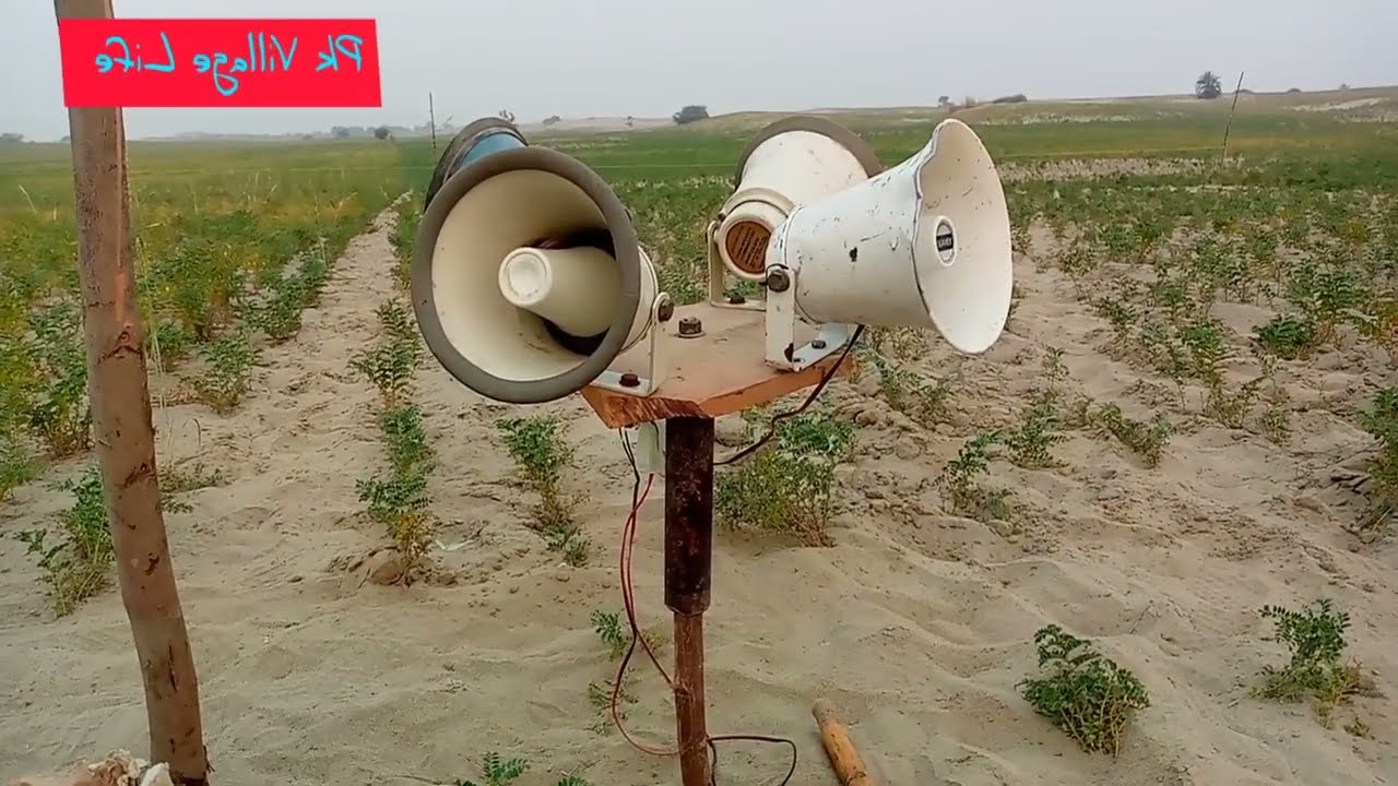 Quail net hunting Batair ka shikaar 2023 part3!!batair ki awaz!female quail sound!BATAIR HI BATAIR!!